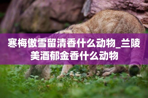 寒梅傲雪留清香什么動物_蘭陵美酒郁金香什么動物