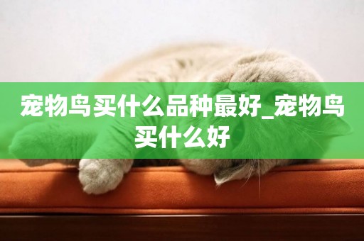 寵物鳥買什么品種最好_寵物鳥買什么好