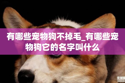有哪些寵物狗不掉毛_有哪些寵物狗它的名字叫什么