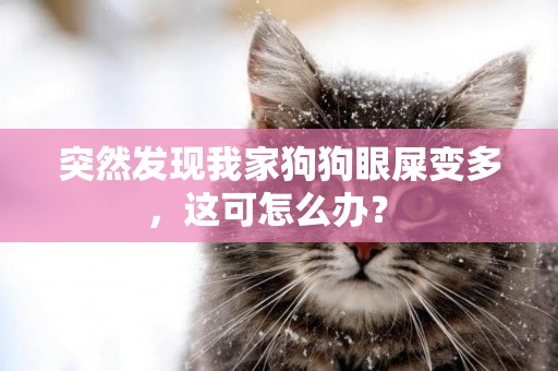 突然發現我家狗狗眼屎變多，這可怎么辦？ 