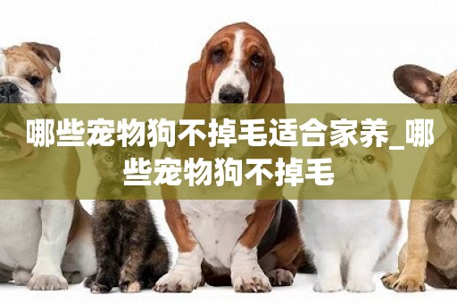 哪些寵物狗不掉毛適合家養_哪些寵物狗不掉毛