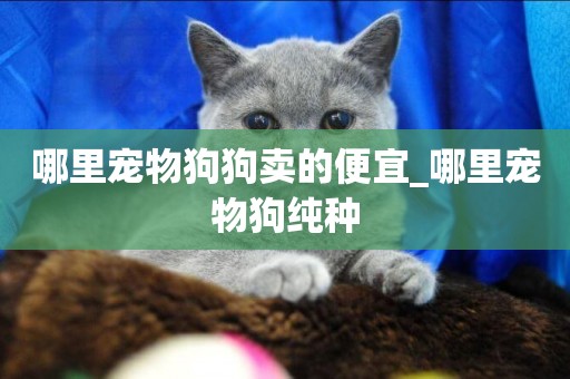 哪里寵物狗狗賣的便宜_哪里寵物狗純種
