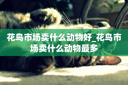 花鳥市場賣什么動物好_花鳥市場賣什么動物最多