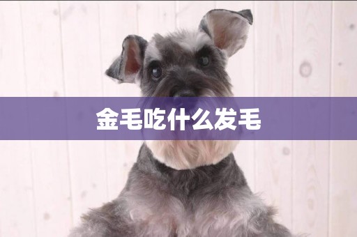 金毛吃什么發毛