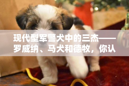 現代型軍警犬中的三杰——羅威納、馬犬和德牧，你認為哪種最優秀 