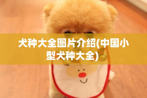 犬種大全圖片介紹(中國小型犬種大全) 