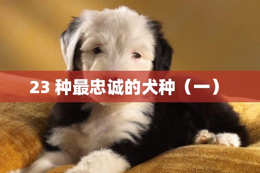 23 種最忠誠的犬種（一） 