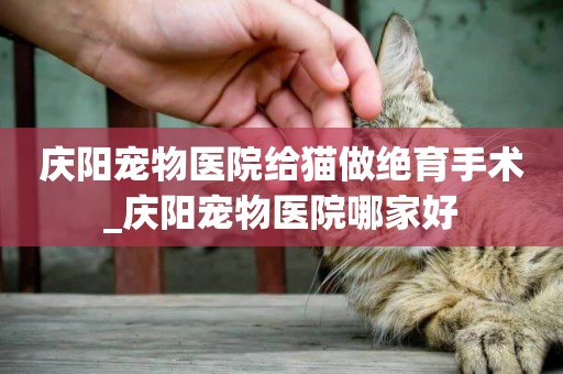 慶陽寵物醫院給貓做絕育手術_慶陽寵物醫院哪家好