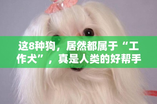 這8種狗，居然都屬于“工作犬”，真是人類的好幫手 