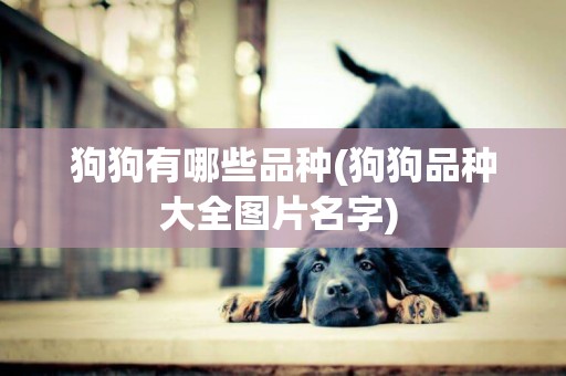 狗狗有哪些品種(狗狗品種大全圖片名字) 