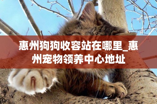 惠州狗狗收容站在哪里_惠州寵物領養中心地址