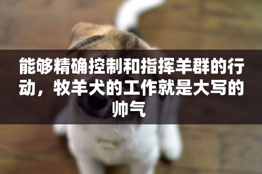 能夠精確控制和指揮羊群的行動，牧羊犬的工作就是大寫的帥氣 