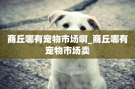 商丘哪有寵物市場啊_商丘哪有寵物市場賣