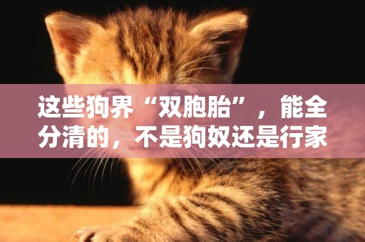 這些狗界“雙胞胎”，能全分清的，不是狗奴還是行家 