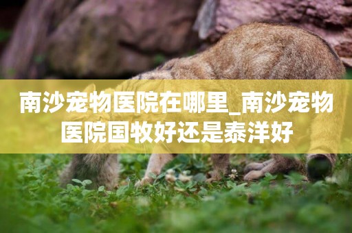 南沙寵物醫院在哪里_南沙寵物醫院國牧好還是泰洋好