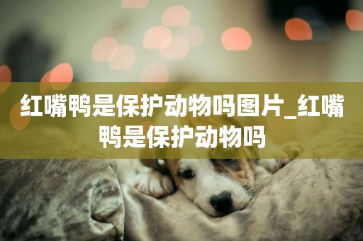 紅嘴鴨是保護動物嗎圖片_紅嘴鴨是保護動物嗎