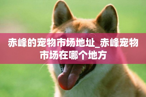 赤峰的寵物市場地址_赤峰寵物市場在哪個地方