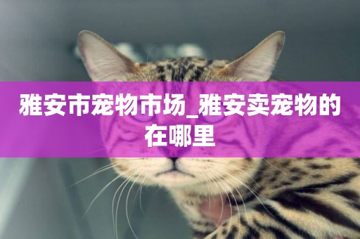 雅安市寵物市場_雅安賣寵物的在哪里