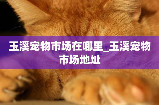 玉溪寵物市場在哪里_玉溪寵物市場地址
