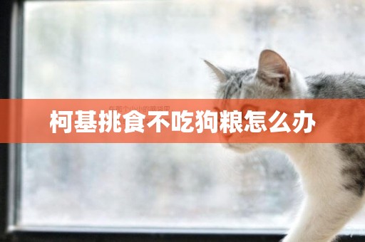 柯基挑食不吃狗糧怎么辦