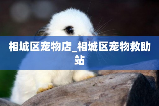 相城區寵物店_相城區寵物救助站