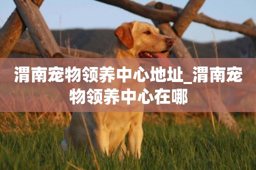 渭南寵物領養中心地址_渭南寵物領養中心在哪