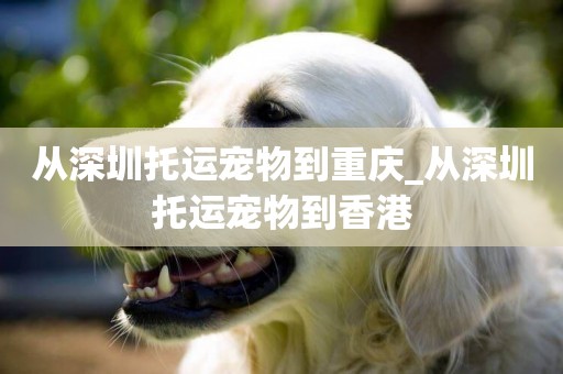 從深圳托運寵物到重慶_從深圳托運寵物到香港