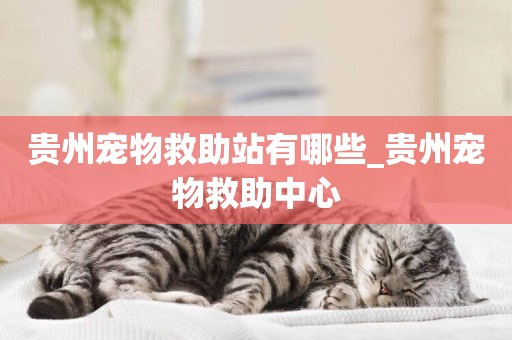 貴州寵物救助站有哪些_貴州寵物救助中心