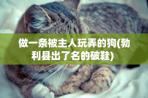 做一條被主人玩弄的狗(勃利縣出了名的破鞋) 