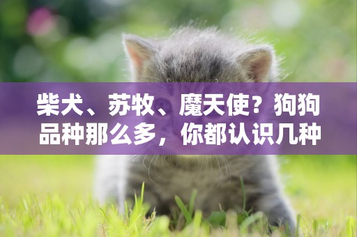 柴犬、蘇牧、魔天使？狗狗品種那么多，你都認識幾種？ 