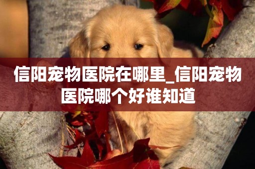 信陽寵物醫院在哪里_信陽寵物醫院哪個好誰知道