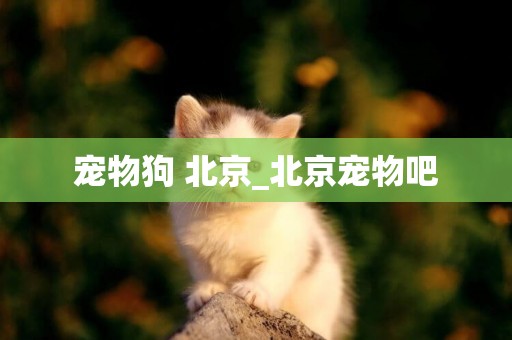 寵物狗 北京_北京寵物吧