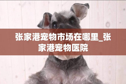 張家港寵物市場在哪里_張家港寵物醫院