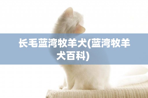 長毛藍灣牧羊犬(藍灣牧羊犬百科) 
