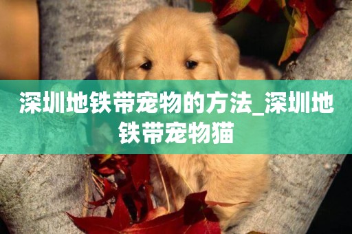 深圳地鐵帶寵物的方法_深圳地鐵帶寵物貓
