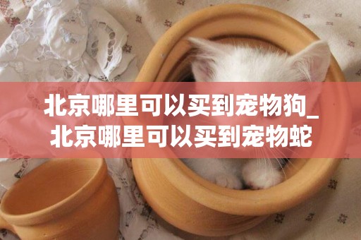 北京哪里可以買到寵物狗_北京哪里可以買到寵物蛇