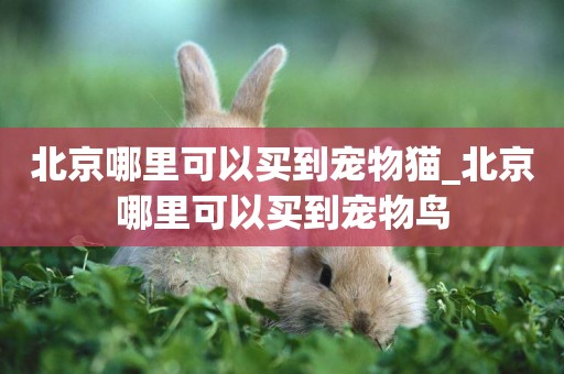 北京哪里可以買到寵物貓_北京哪里可以買到寵物鳥