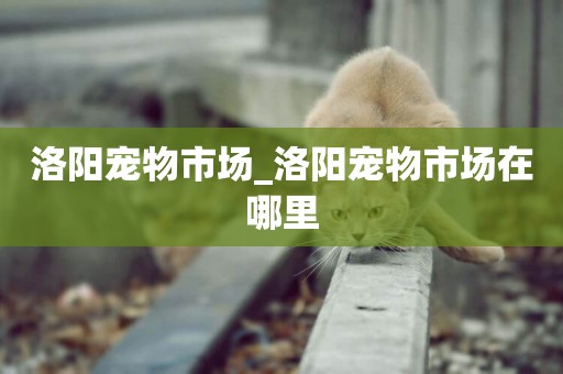 洛陽寵物市場_洛陽寵物市場在哪里