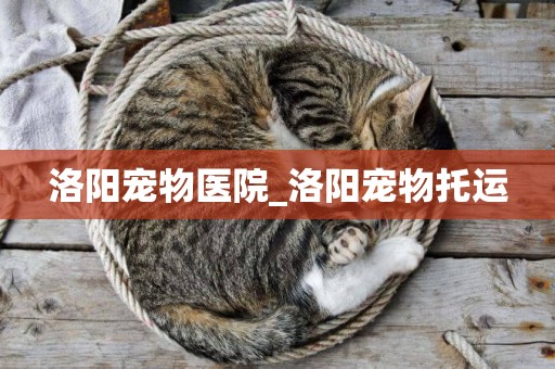 洛陽寵物醫院_洛陽寵物托運