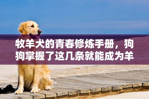 牧羊犬的青春修煉手冊，狗狗掌握了這幾條就能成為羊群的領導者 