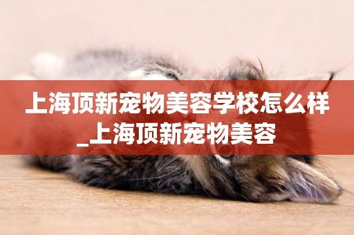 上海頂新寵物美容學校怎么樣_上海頂新寵物美容