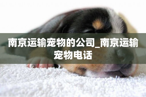 南京運輸寵物的公司_南京運輸寵物電話