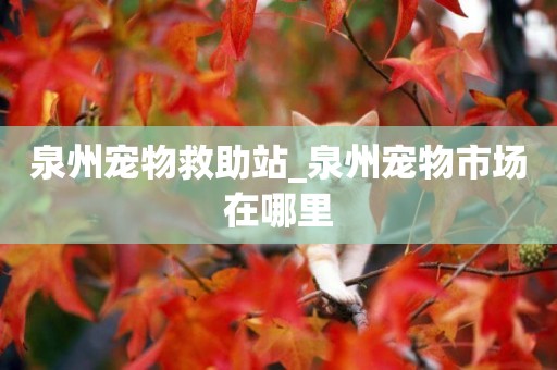泉州寵物救助站_泉州寵物市場在哪里