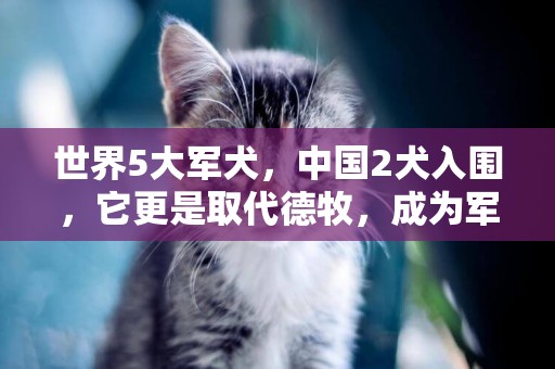 世界5大軍犬，中國2犬入圍，它更是取代德牧，成為軍犬新霸主 