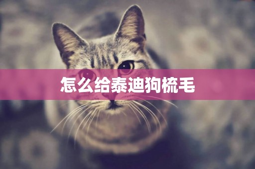 怎么給泰迪狗梳毛