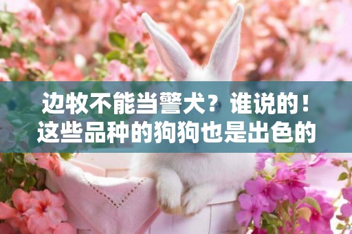 邊牧不能當警犬？誰說的！這些品種的狗狗也是出色的工作犬 
