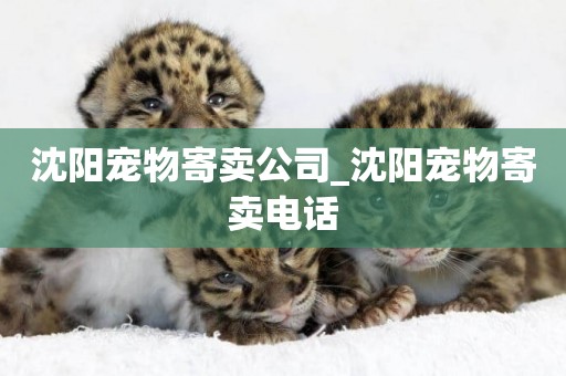 沈陽寵物寄賣公司_沈陽寵物寄賣電話