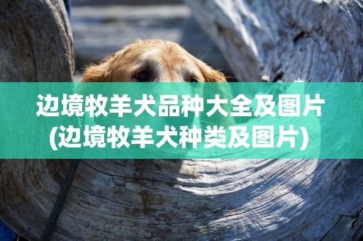 邊境牧羊犬品種大全及圖片(邊境牧羊犬種類及圖片) 