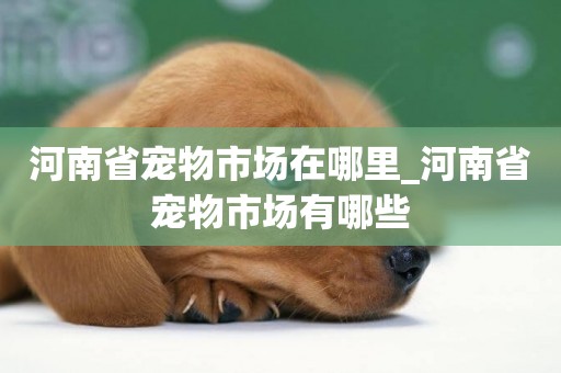 河南省寵物市場在哪里_河南省寵物市場有哪些