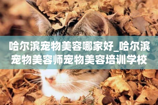 哈爾濱寵物美容哪家好_哈爾濱寵物美容師寵物美容培訓學校